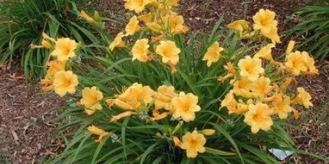 Priprema ljiljana za zimu: kada početi, rezidba i sklonište